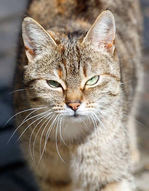 istock A cat with a greenish-yellow eye stares at the camera 2214313461