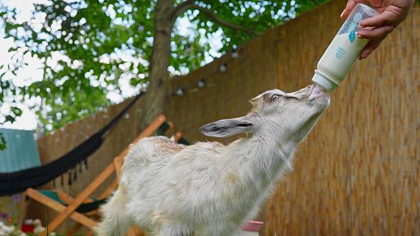 A cute baby goat eagerly drinks milk from a bottle in a tranquil backyard, surrounded by lush greenery.