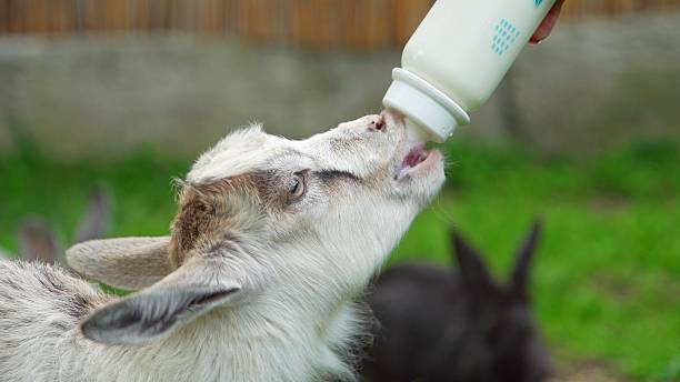 A young goat enjoys feeding from a white plastic baby bottle in a lush, green outdoor setting.