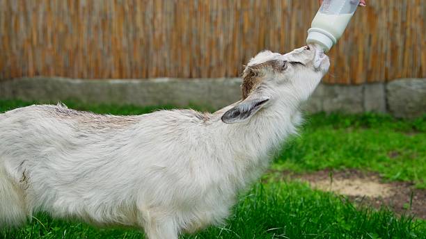 A young goat eagerly drinks milk from a bottle while standing on green grass, capturing a moment of care in a rural setting.