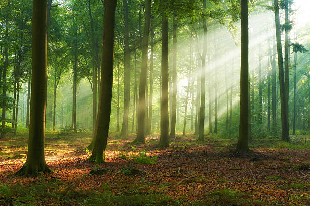 istock Beautiful morning in the forest 2214315434
