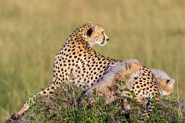 istock Cheetah female with cubs looking back on the savannah 2214315468