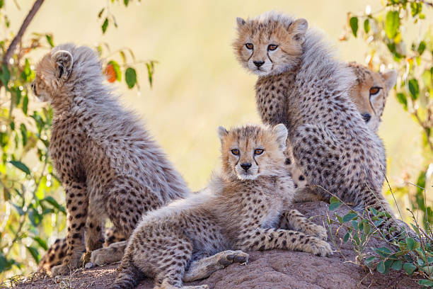 istock Curious cheetah cubs in the bush shadows 2214315475