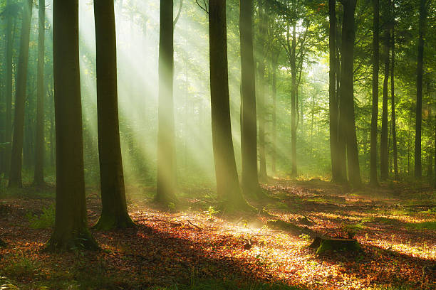 istock Beautiful morning in the forest 2214315553