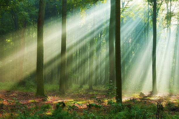 istock Beautiful morning in the forest 2214315556