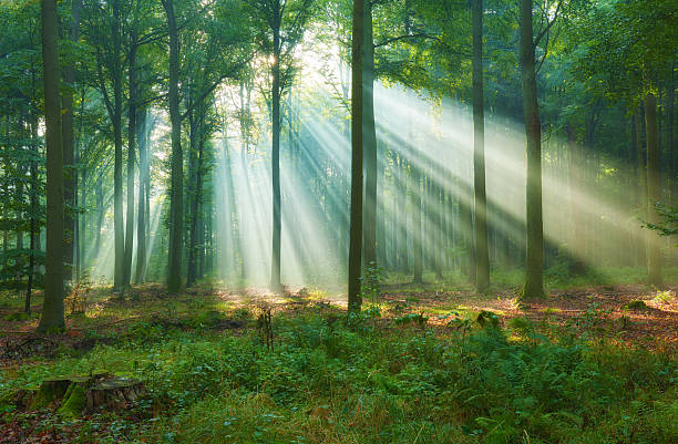 istock Beautiful morning in the forest 2214315566
