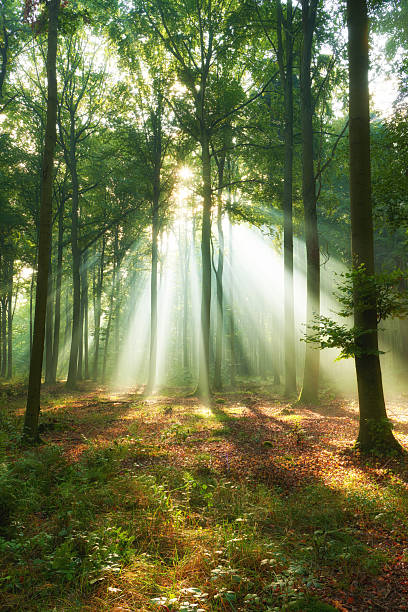 istock Beautiful morning in the forest 2214315570