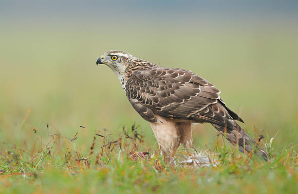 istock Northern goshwak (Accipiter gentilis) close up 2214315605