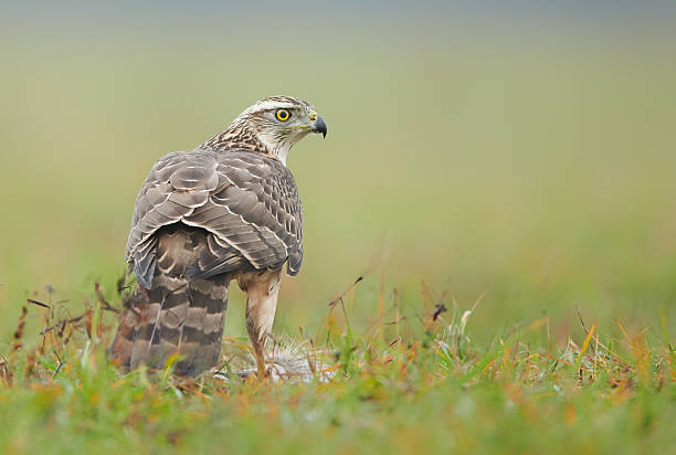 istock Northern goshwak (Accipiter gentilis) close up 2214315619