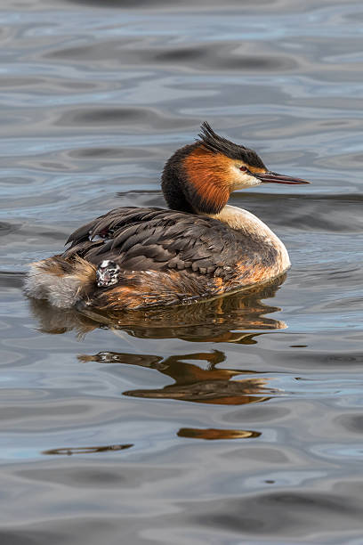 istock Swimming Crested Grebe with a newborn chick 2214315664