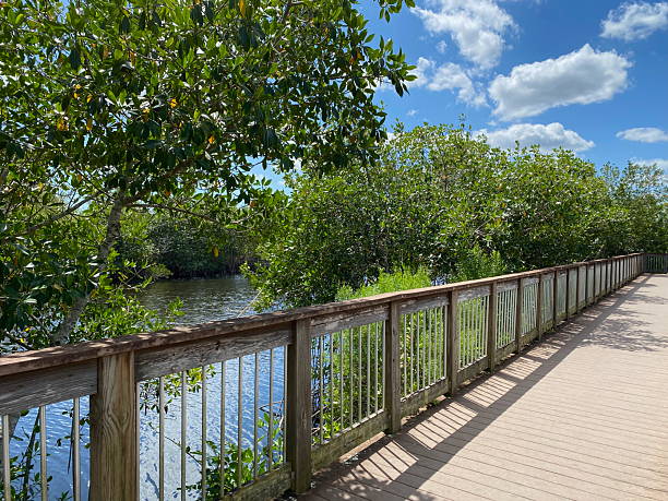 istock Wooden boardwalk in the Everglades 2214316008