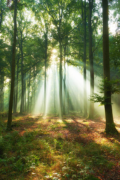 istock Beautiful morning in the forest 2214316567