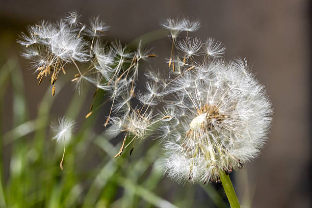 istock Dandelion with flying seeds on a green field, macro view. 2214317921