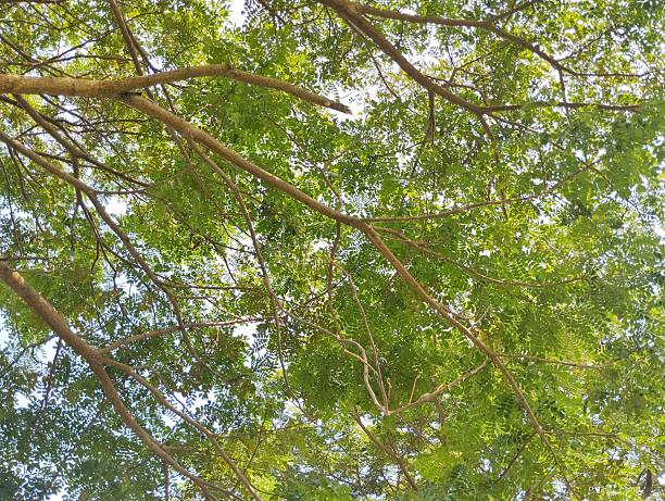 istock low-angle shot of a tree with sunlight shining through the branches 2214318264