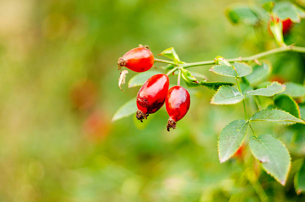 Red Rose Hips with Blurred Foliage Background and Copy Space