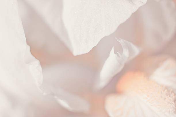istock Abstract floral background, flower close up, pastel colors 2214318623