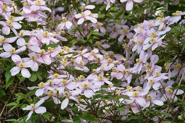 istock Clematis grows on a garden fence 2214318782