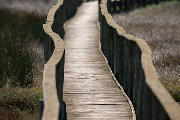Boardwalk over a wetland in a natural reserve