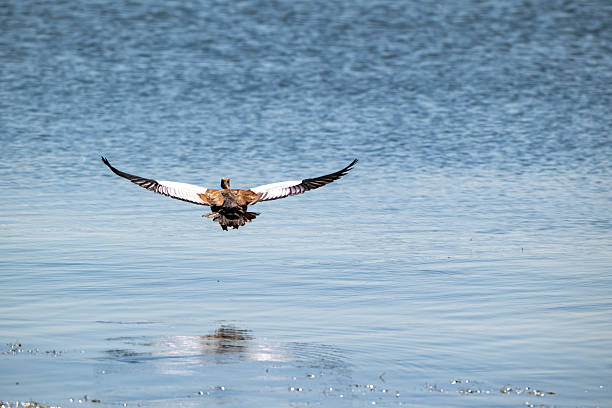 Rear view of a South African Shelduck flying over a pan