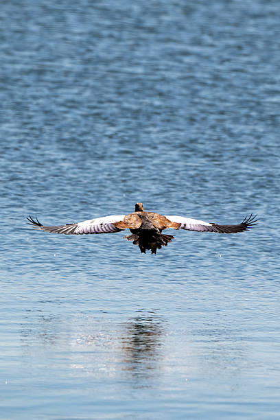 Rear view of a South African Shelduck flying over a pan