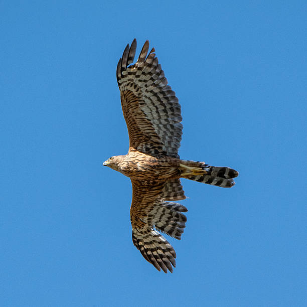 istock Majestic Northern Harrier flying in the air 2214318838