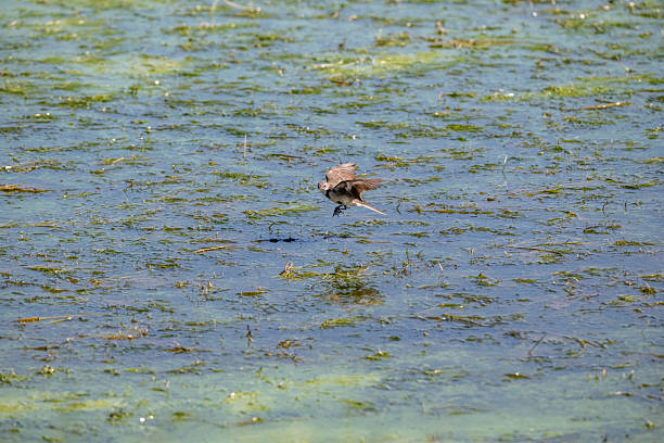 Swallow flying low above the water surface to catch insects