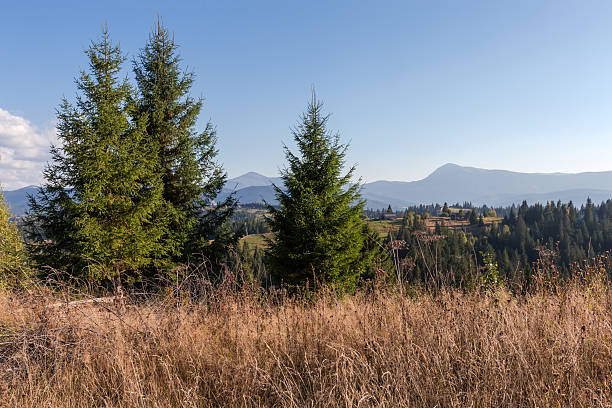 istock Spruces separately growing on mountain meadow in autumn sunny day 2214318927