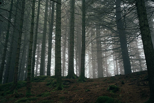 Atmospheric forest scenes captured on Mount Floyen in Bergen.