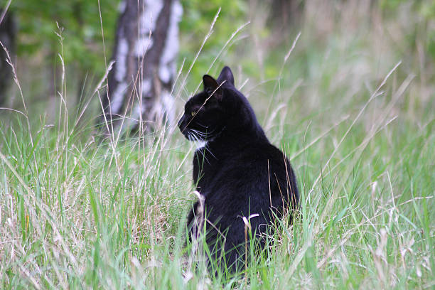 istock A black cat lurking in the high grass 2214321906