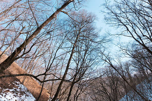 Japan winter. White background snow concept. Travel photo. Background wallpaper.