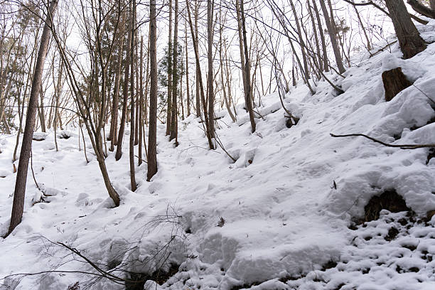 first snow outlines tall birch trunks, close view of pale bark and vertical patterns, muted palette