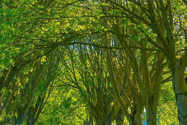 Green foliage of trees in sunlight in springtime, Almere, Flevoland, The Netherlands, May 8, 2025