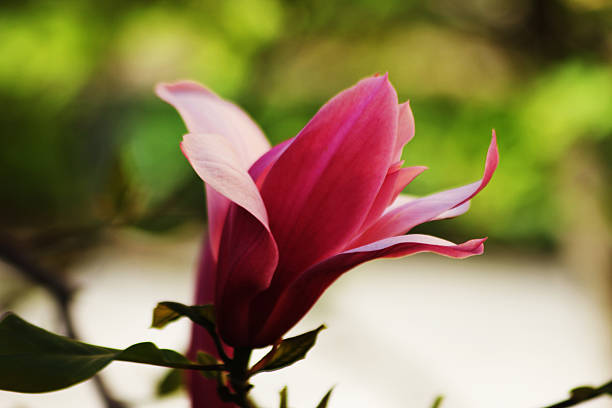 A magenta colored magnolia flower bud