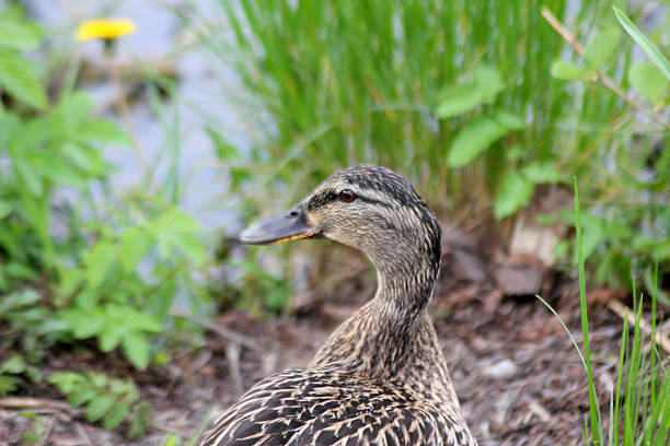 A female mallard duck out on it’s own
