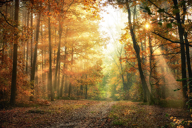istock Autumn morning in the forest 2214323167