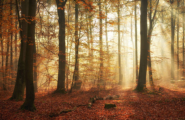 istock Autumn morning in the forest 2214323214