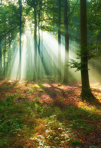 istock Beautiful morning in the forest 2214323784