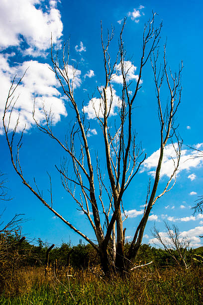 Tall tree with no leaves in centre of frame with field behind it going back to the tree line and cloudy sky background.