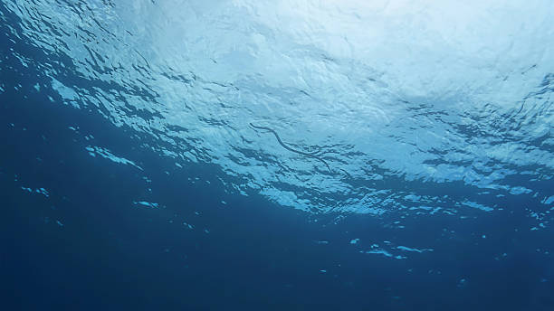 istock Banded sea snake at the surface in the blue ocean 2214325038