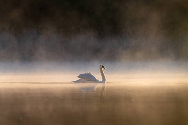 istock A lone swan glides peacefully through a misty lake at sunrise 2214327816