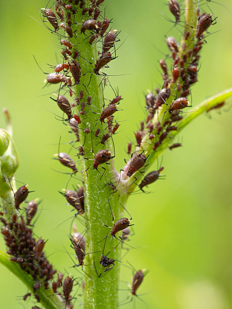 istock Close-up of Aphid colony - Hemiptera: Aphididae - on plant stem. 2214328031