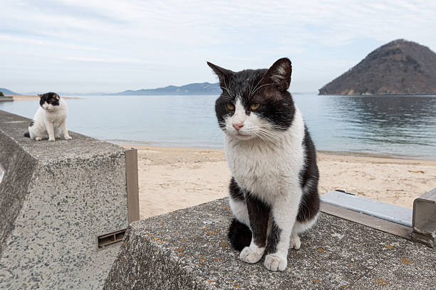 Stray cat sitting on the embankment