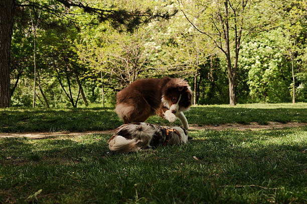 Brown Australian Shepherd and red merle Border Collie playing together in a sunny spring park. One dog playfully crouches on the ground while the other hovers above in an animated pose