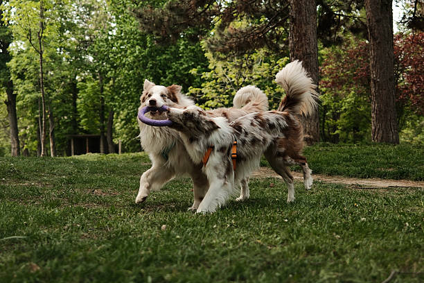 istock Two Border Collies play together, holding a purple ring toy while running through a forest trail. Joyful and dynamic pets moment captured in spring greenery under tall trees. 2214331034