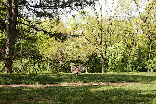 Two Border Collies play together, holding a purple ring toy while running through a forest trail. Joyful and dynamic pets moment captured in spring greenery under tall trees
