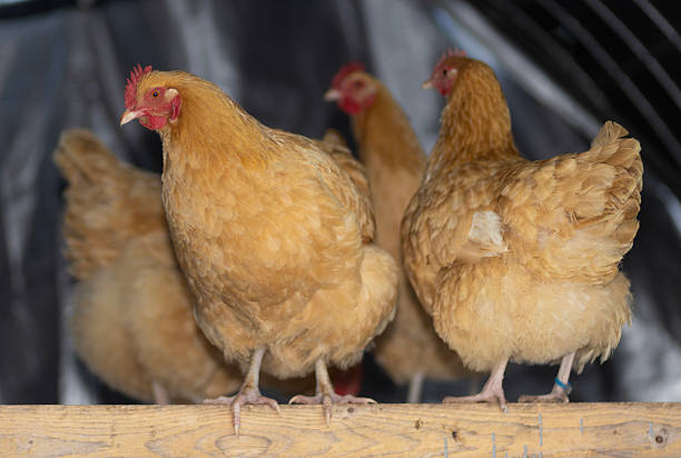istock Free ranging chicken hens staying warm on a cold winter day 2214331984