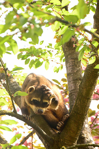 istock Crab-eating raccoon 2214334465