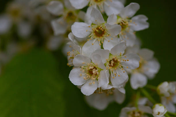 istock In spring, bird-cherry tree (Prunus padus) grows and blooms in nature. 2214334771
