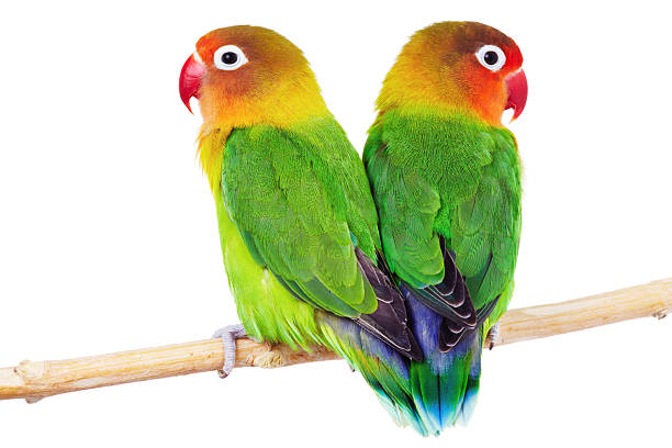 istock Pair of lovebirds 2214336053