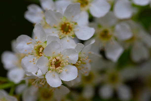 istock In spring, bird-cherry tree (Prunus padus) grows and blooms in nature. 2214336075